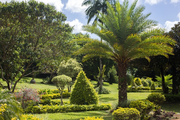 Palmera en jardín tropical