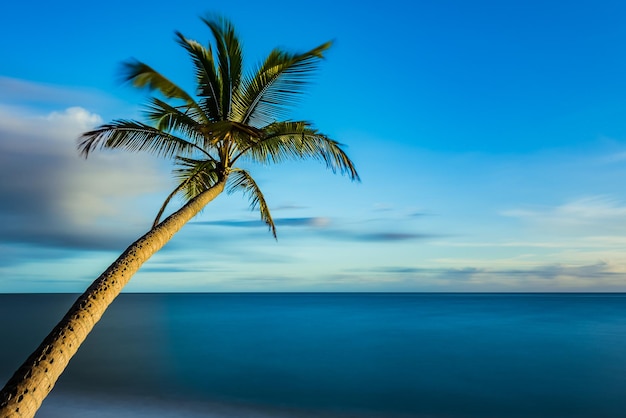 Palmera junto al mar contra el cielo azul