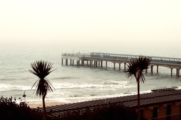 Foto palmera junto al mar contra un cielo despejado