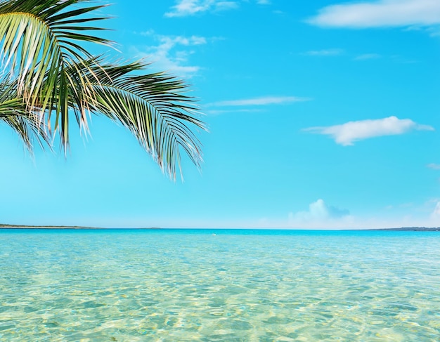 Palmera junto al mar en una playa tropical