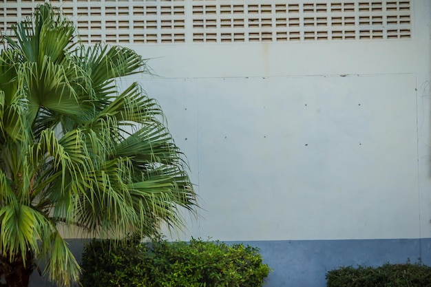 Foto palmera junto a la pared contra el edificio