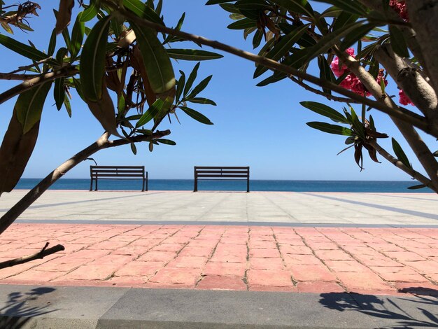 Foto palmera junto a la piscina contra el cielo