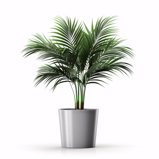 Foto palmera kentia en maceta gris de hormigón planta de interior aislada sobre fondo blanco