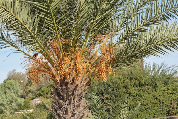 Foto palmera en kessaria