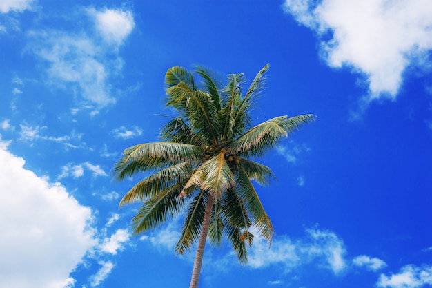 Palmera en el mar con el cielo azul.