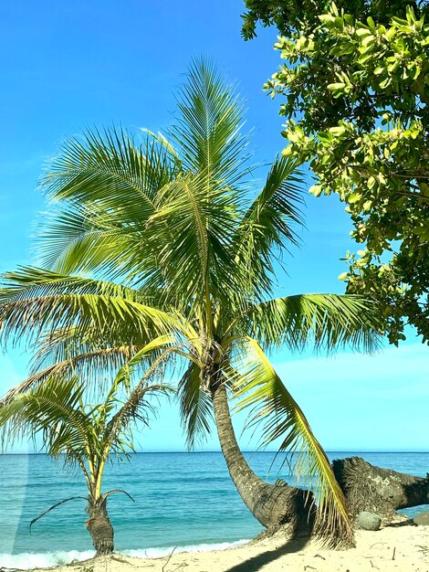 Palmera por el mar contra el cielo