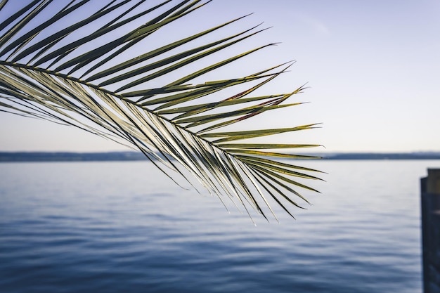 Foto palmera por el mar contra el cielo