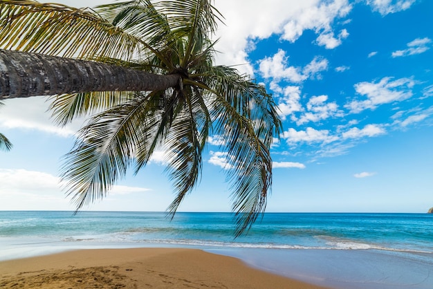 Foto palmera por el mar contra el cielo