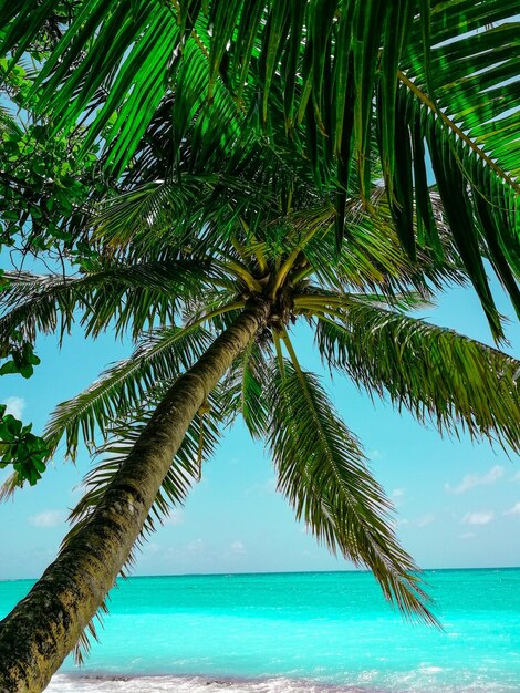 Foto palmera por el mar contra el cielo