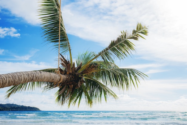 Foto palmera en el mar.