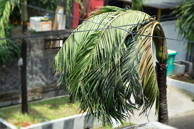 Palmera marchita en un barrio de Yakarta