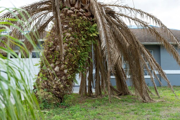 Palmera muerta con ramas secas en el patio trasero de la casa de Florida Concepto de eliminación de árboles