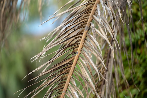 Palmera muerta con ramas secas en el patio trasero de la casa de Florida Concepto de eliminación de árboles