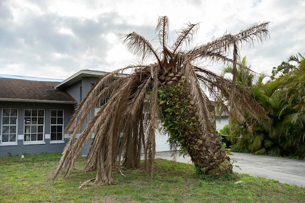 Palmera muerta seca en el patio trasero de la casa de Florida