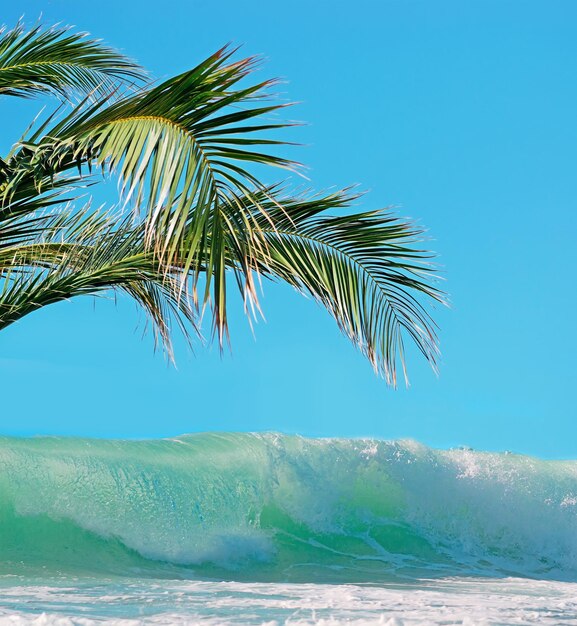 Palmera y ola azul en un día despejado