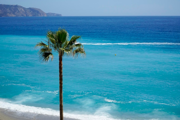 Palmera y orilla del océano con arena en una playa