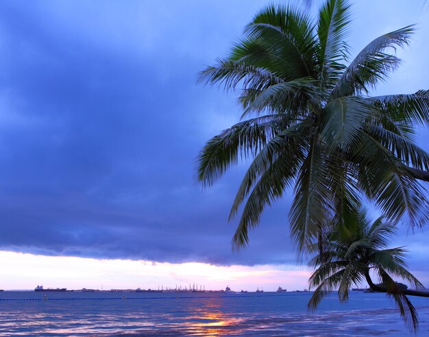 Palmera y paisaje marino