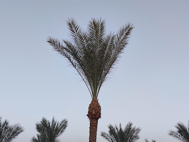 una palmera con la palabra puntiaguda en ella