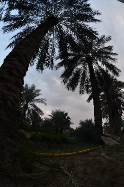 La palmera la palmera datilera o la palmera datilera es un árbol perteneciente a la familia Armadillo