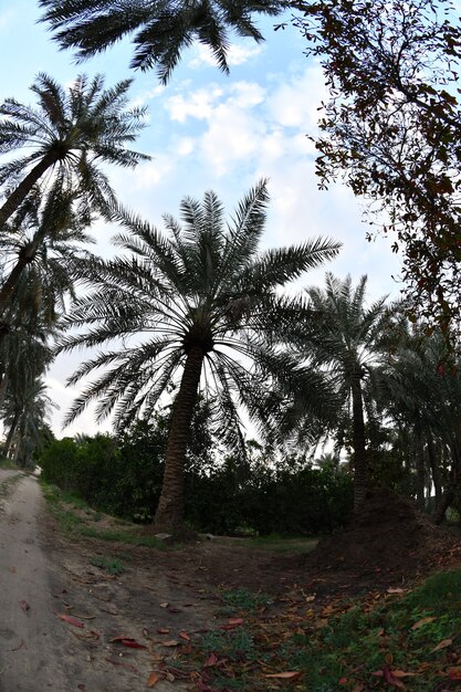 La palmera la palmera datilera o la palmera datilera es un árbol perteneciente a la familia Armadillo