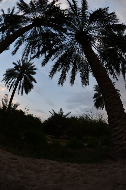 La palmera la palmera datilera o la palmera datilera es un árbol perteneciente a la familia Armadillo