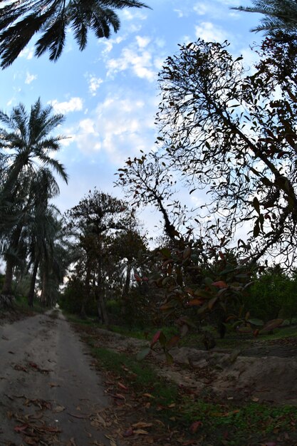 La palmera la palmera datilera o la palmera datilera es un árbol perteneciente a la familia Armadillo