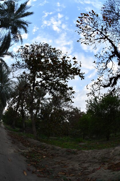 La palmera la palmera datilera o la palmera datilera es un árbol perteneciente a la familia Armadillo