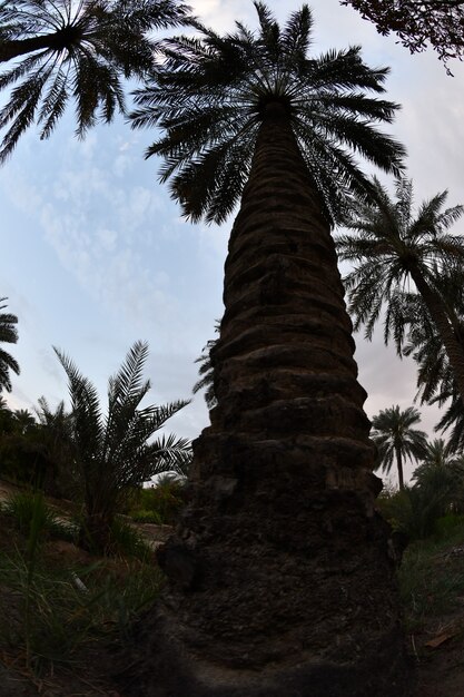 La palmera la palmera datilera o la palmera datilera es un árbol perteneciente a la familia Armadillo