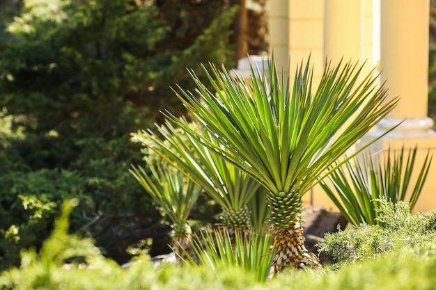 Palmera pequeña en jardín verde palmera bebé