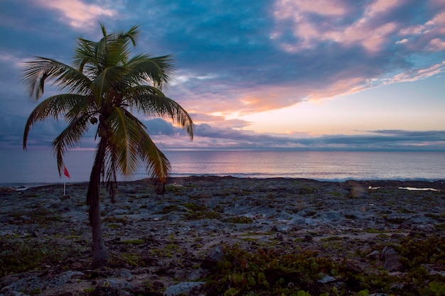 Una palmera en la playa al atardecer