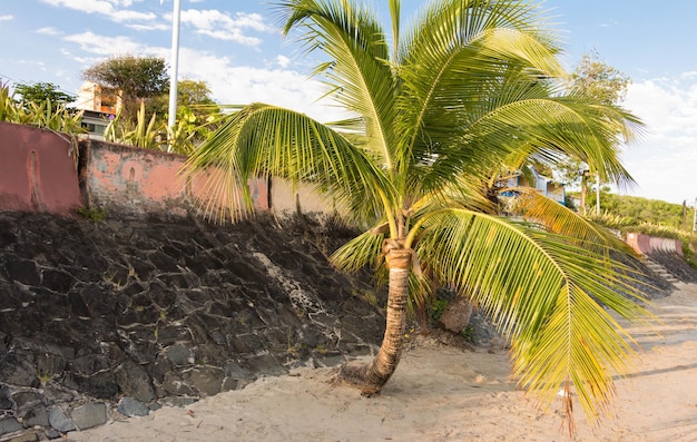 La palmera en la playa caribeña de la isla de Martinica