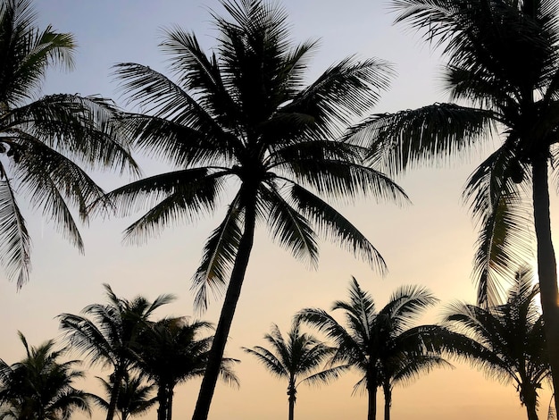 Palmera en la playa cielo verano