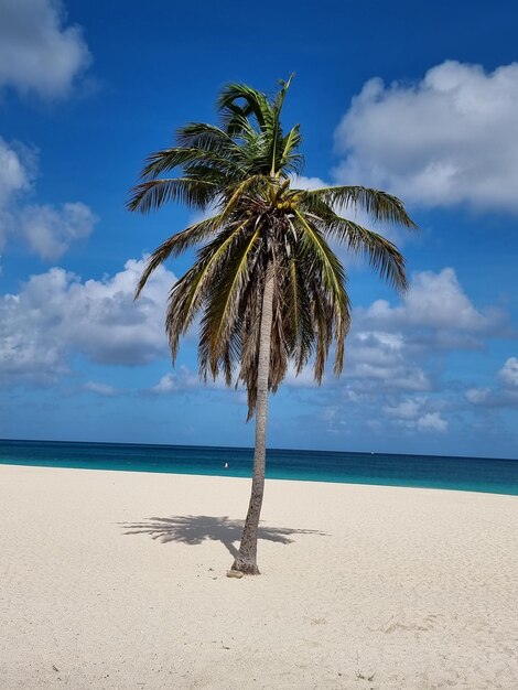 Palmera en la playa contra el cielo