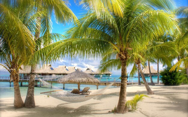 una palmera en una playa con una escena de playa en el fondo