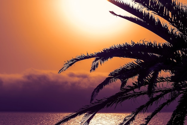 Palmera en una playa en el fondo de un hermoso atardecer rojo y sol brillante