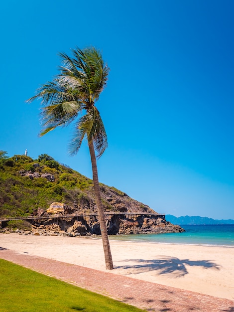 Palmera en la playa con rocas