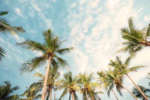 Palmera en la playa tropical con cielo azul y la luz del sol en verano