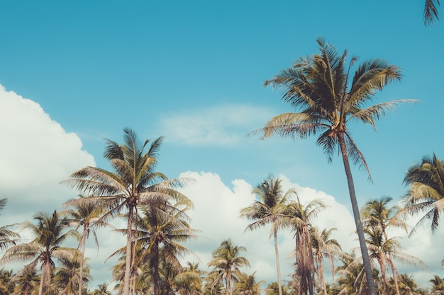 Palmera en playa tropical con cielo azul y luz solar en verano