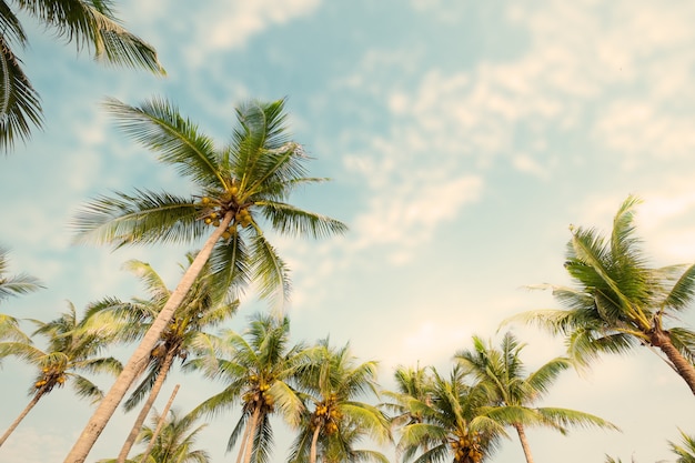 Palmera en la playa tropical. filtro de color vintage