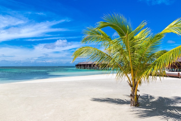 Palmera en playa Tropical en las Maldivas