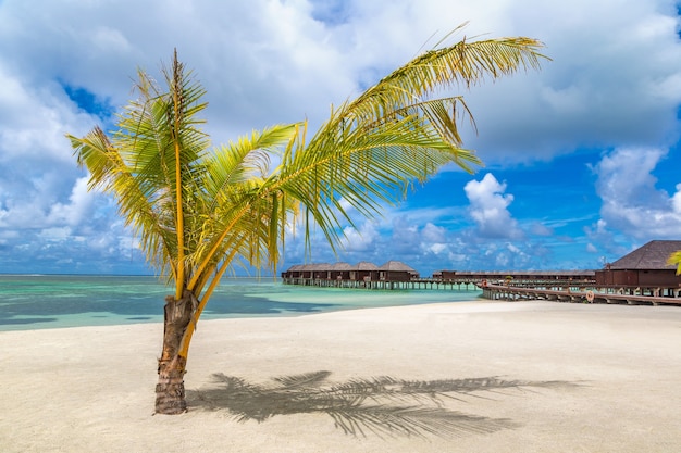 Palmera en playa tropical en las Maldivas