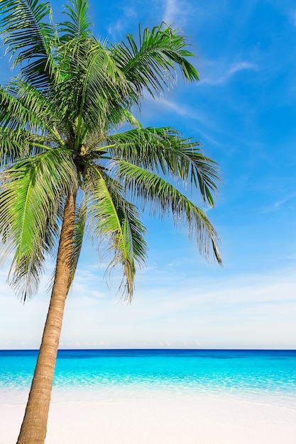 Palmera en la playa tropical perfecta en Phuket. Tailandia