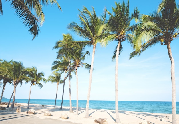 Palmera en la playa