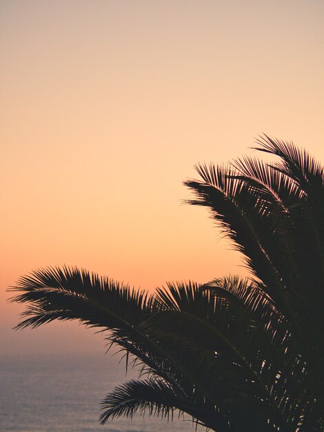 Palmera durante una puesta de sol