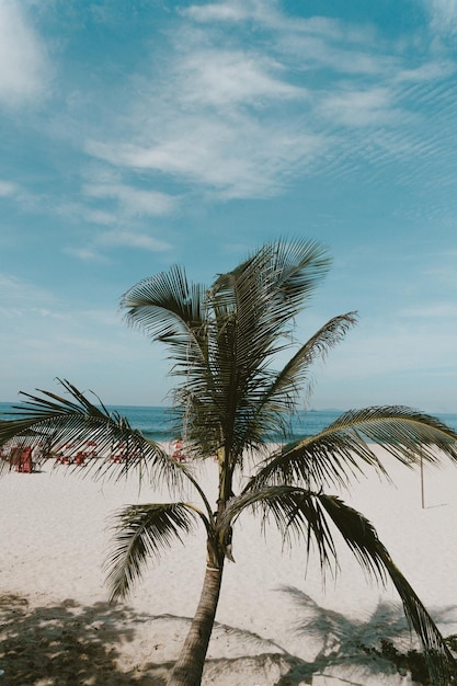 Palmera que crece en la playa en un día soleado