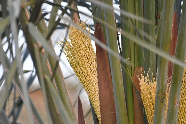 Una palmera con semillas amarillas en el medio.