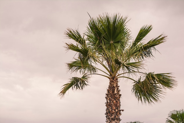 Palmera de Sicilia en Marina di Butaera