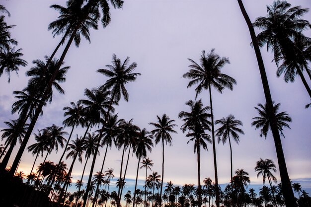 Palmera con la silueta.