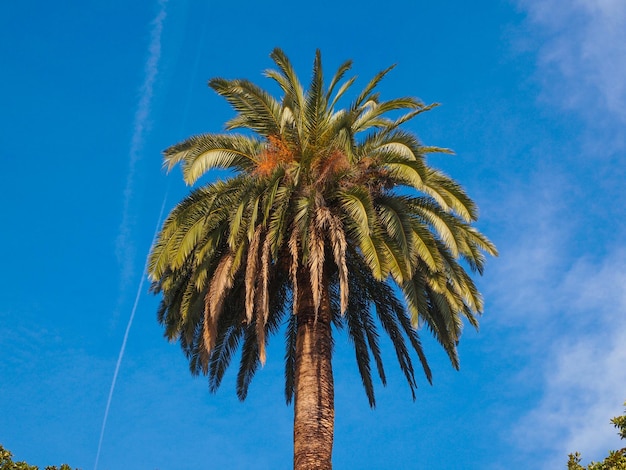 Palmera sobre cielo azul