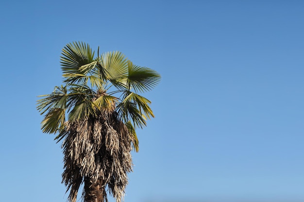 Palmera sobre cielo azul